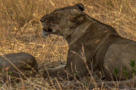 Löwen im Chobe Nationalpark