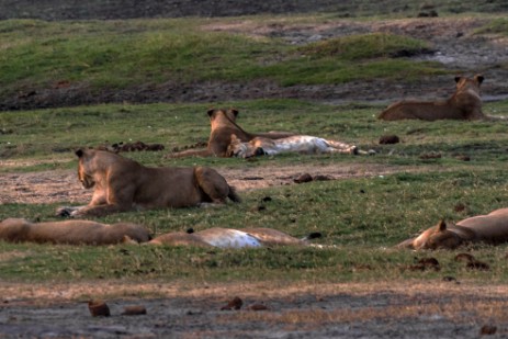 Löwenrudel im Chobe Nationalpark