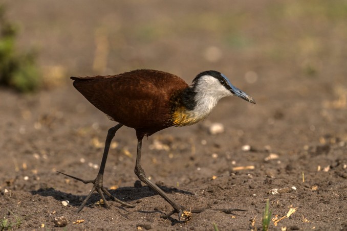 Vogel im Chobe Nationalpark