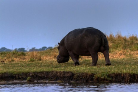Hippo im Chobe Nationalpark