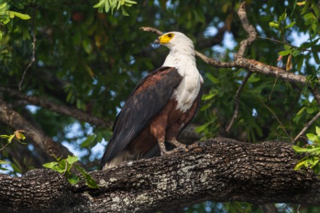 Adler im Chobe Nationalpark