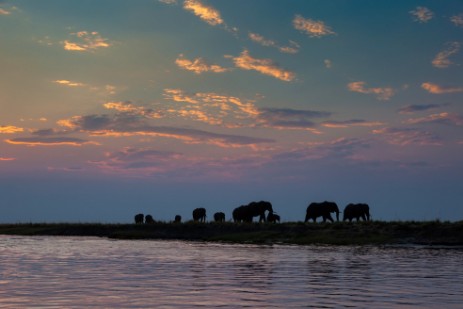 Elefanten am Chobe bei Sonnenuntergang