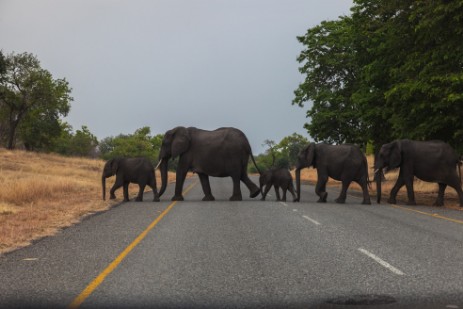 Elefanten überqueren Durchgangsstraße im Chobe NP