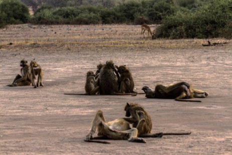  Paviane belagern Rest Area im Chobe Nationalpark