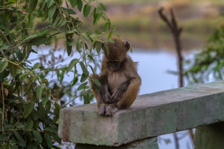 Junger Pavian an Rest Area im Chobe Nationalpark