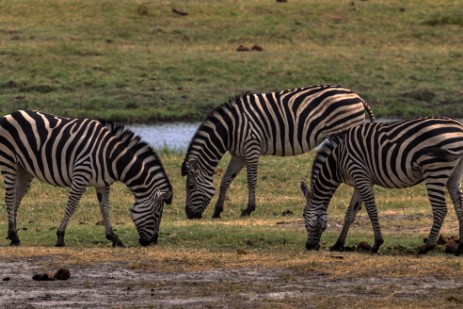 Zebras im Chobe Nationalpark