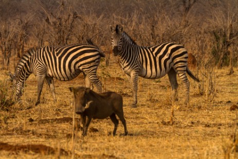 Zebras und Warzenschwein im Chobe Nationalpark