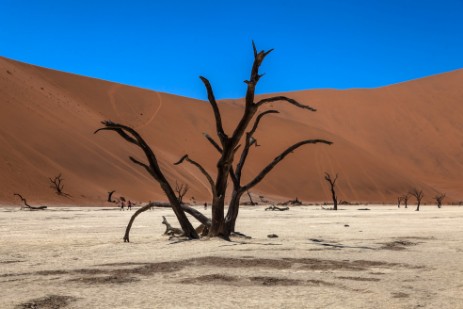 Deadvlei bei Sossusvlei im Namib Naukluft NP