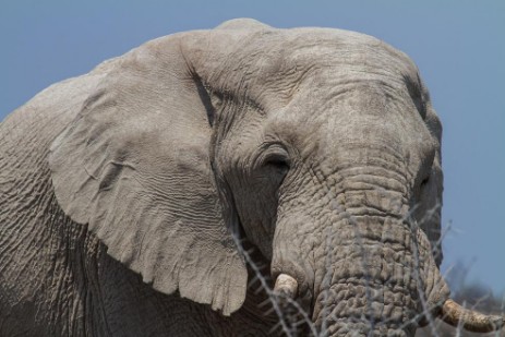 Elefant im Mudumu NP im Caprivi