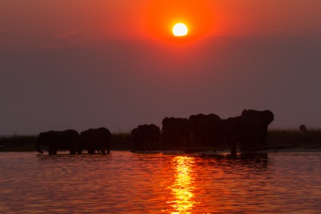 Elefanten schwimmen durch Chobe bei Sonnenuntergang