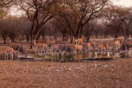 Elands am Wasserloch der Emanya@Etosha Lodge