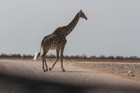 Giraffe auf Piste im Etosha NP