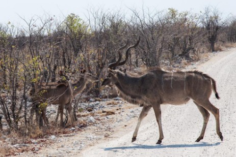 Kudu auf Piste im Etosha NP