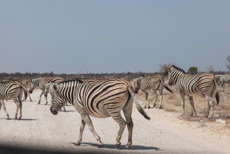 Zebras auf Piste im Etosha NP