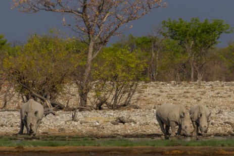 Rhinos an Wasserloch Salvadora im Etosha NP