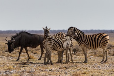 Zebras und Gnu im Etosha NP