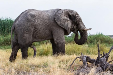 Elefantenbulle am Namutoni Camp im Etosha NP
