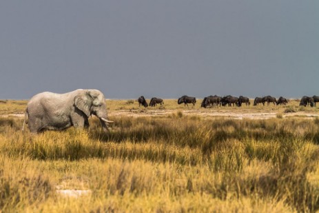 Elefant und Gnus im Etosha NP