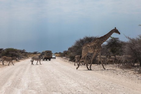 Zebras und Giraffe auf Piste im Etosha NP