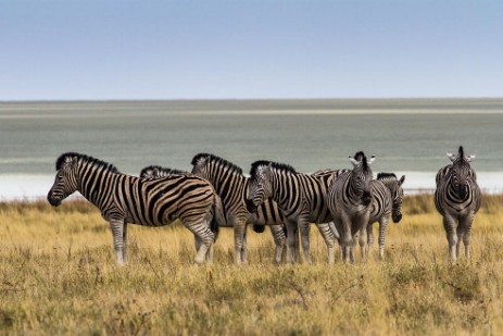 Zebras vor Etosha-Pfanne