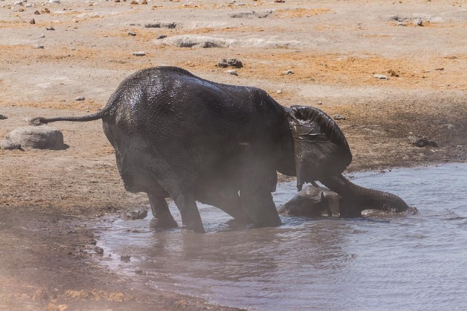 Kleiner Elefant steckt in Wasserloch Chudop im Etosha NP fest