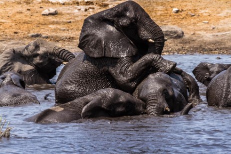 Elefanten im Wasserloch Chudop im Etosha NP