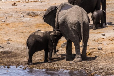 Säugender Elefant am Wasserloch Chudop im Etosha NP