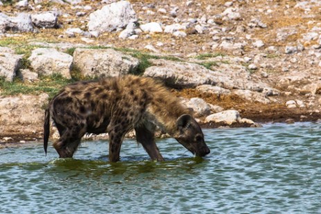 Hyäne an Wasserloch im Etosha NP