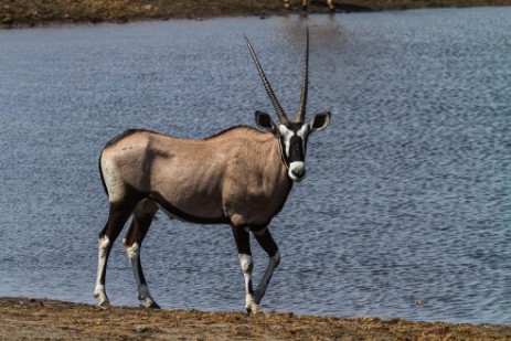 Oryx am Wasserloch Chudop in Etosha NP