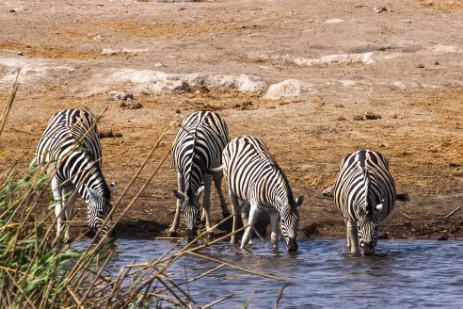 Zebras am Wasserloch Chudop im Etosha NP