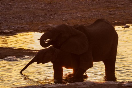Elefanten am Wasserloch bei Halali Camp im Etosha NP