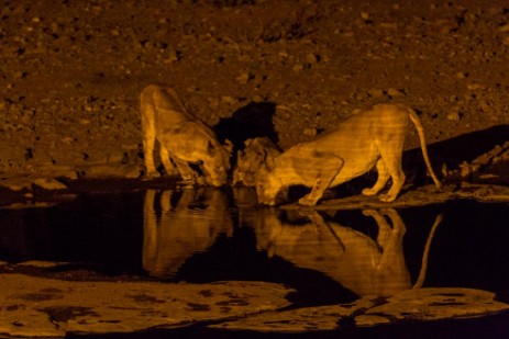 Löwen am Wasserloch bei Halali Camp im Etosha NP