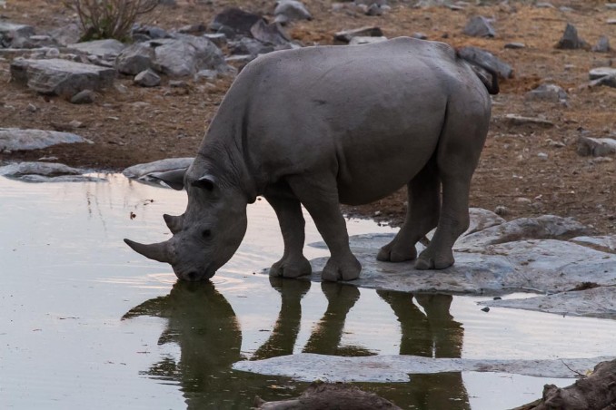 Rhino an Wasserloch bei Halali Camp