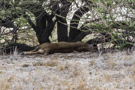 Löwe unter Baum im Etosha NP