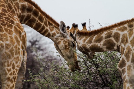Giraffen beim Fressen im Etosha NP