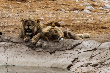 Löwen am Wasserloch Olifantsbad im Etosha NP