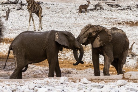 Junge Elefanten am Wasserloch Olifantsbad