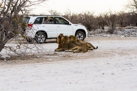 Löwen am Parkplatz im Etosha NP