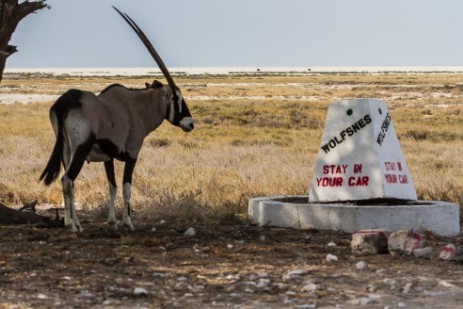 Oryx neben Wegweiser im Etosha NP