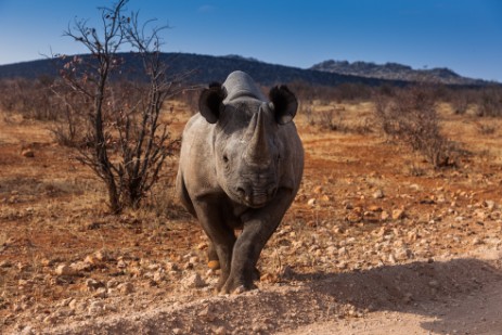 Rhino kommt ans Auto in Etosha West