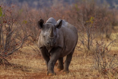 Scheinangriff Rhino in Etosha West