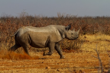 Rhino nach Scheinangriff in Etosha West