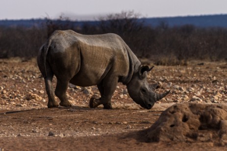 Rhino am Wasserloch in Etosha West