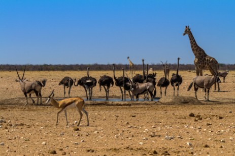 Strauße, Oryxe, Giraffe und Springbock in Etosha West