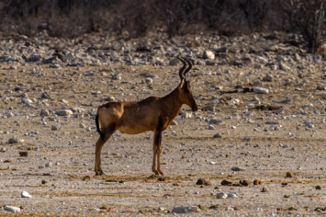 Antilope in Etosha West