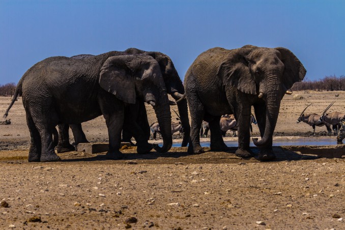 Elefanten und Oryxe am Wasserloch in Etosha West