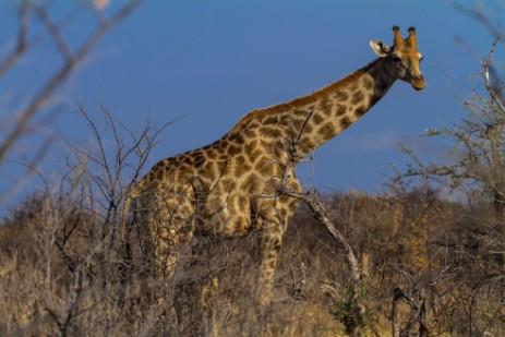 Giraffe in Etosha West