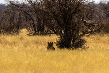 Löwe unter Baum in Etosha West