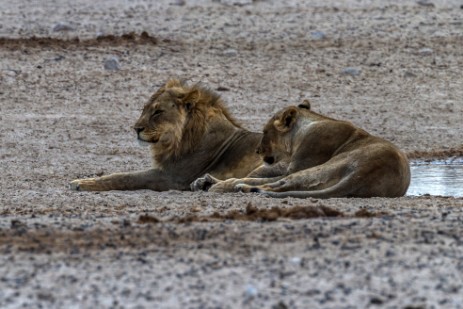 Löwen blockieren Wasserloch in Etosha West