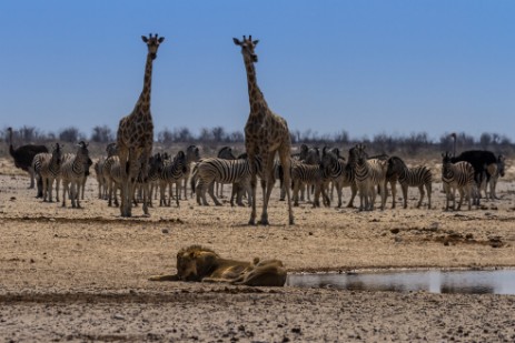 Löwen, Giraffen und Zebras ans Wasserloch in Etosha West